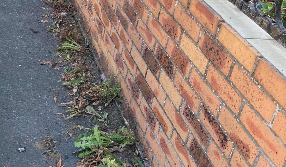 Un bas de mur en cours de désherbage