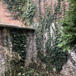 Le lierre, cette plante envahissante qui abîme les murs et les toitures