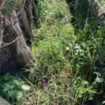 Les mauvaises herbes se plaisent entre la clôture et la haie de tuyas